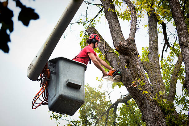 Best Commercial Tree Services  in Riner, VA